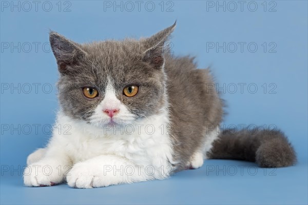 Breed Selkirk Rex Kitten