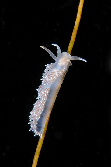 Red-finger Aeolis (Flabellina verrucosa)