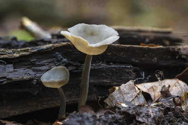 Felt Saddle (Helvella macropus)