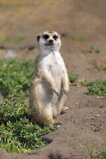 Meerkat (Suricata suricatta)