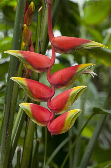 Pendent Heliconia (Heliconia pendula)