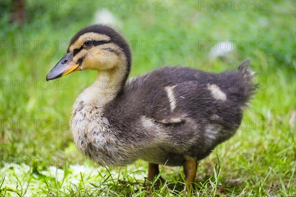 Three-week-old duckling in the grass