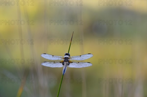 Broad-bodied Chaser or Broad-bodied Darter (Libellula depressa) on rush