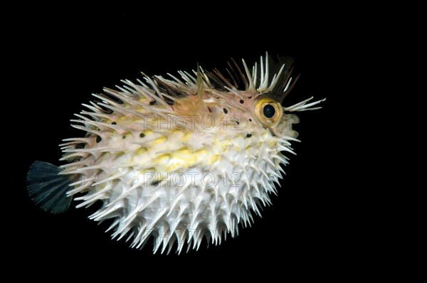 Long-spine porcupinefish (Diodon holocanthus)