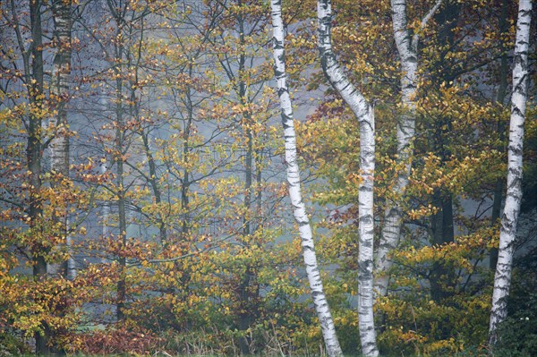 Birch trees (Betula pendula) and Beech trees (Fagus sylvatica) in autumn