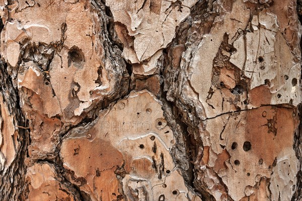 Bark of a pine tree (Pinus pinea)