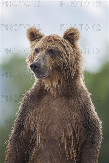 Brown bear (Ursus arctos)