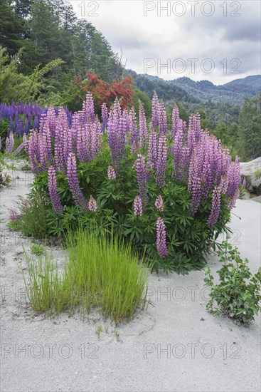 Lupines (Lupinus sp.) growing on volcanic ash