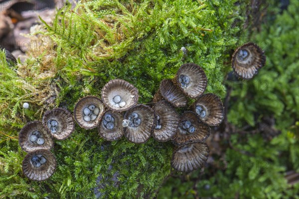 Fluted bird's nest (Cyathus striatus) on moss