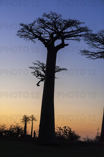 Avenue of the Baobabs