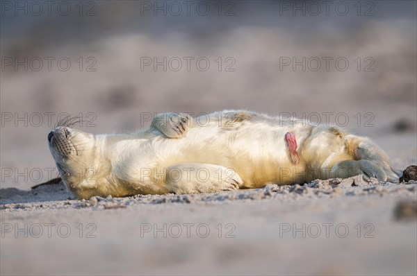 Grey seal (Halichoerus grypus)