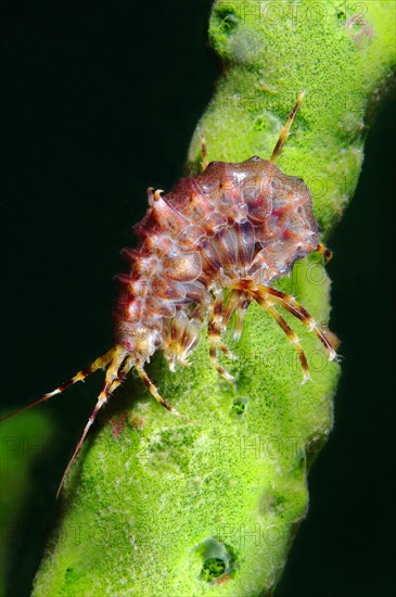 Gammarus (Pallasea cancellus)