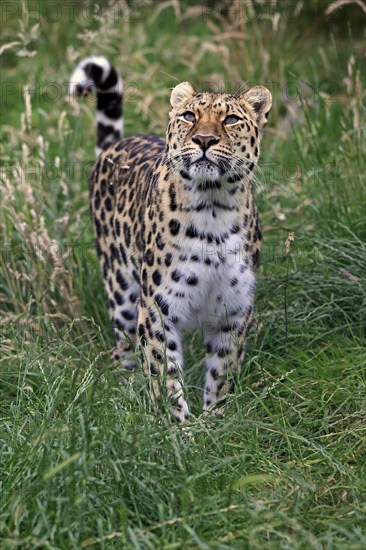 Amur Leopard (Panthera pardus orientalis)