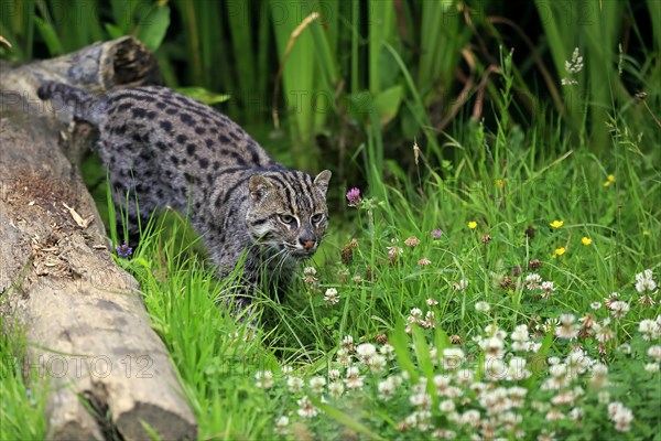 Fishing Cat (Prionailurus viverrinus)