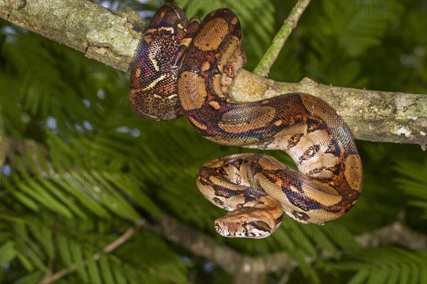 Emperor Boa (Boa constrictor imperator) hanging in a tree