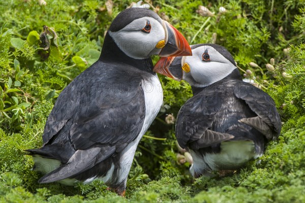 Puffins (Fratercula arctica)