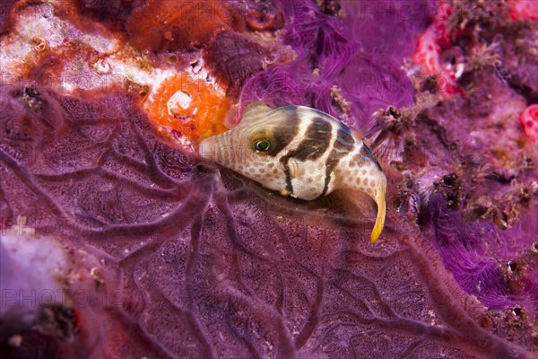 Valentini Puffer (Canthigaster valentini)