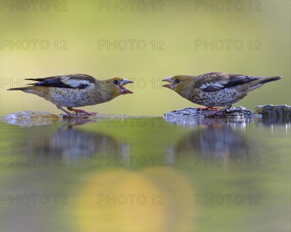 Hawfinch (Coccothraustes coccothraustes)