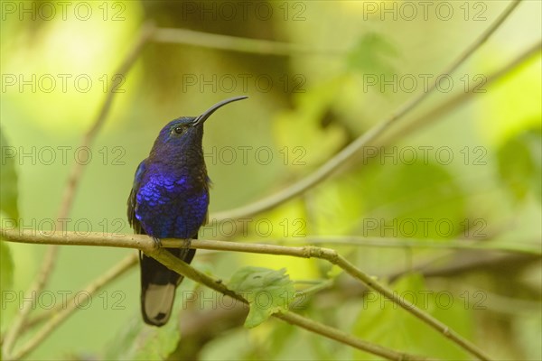 Violet Sabrewing (Campylopterus hemileucurus)