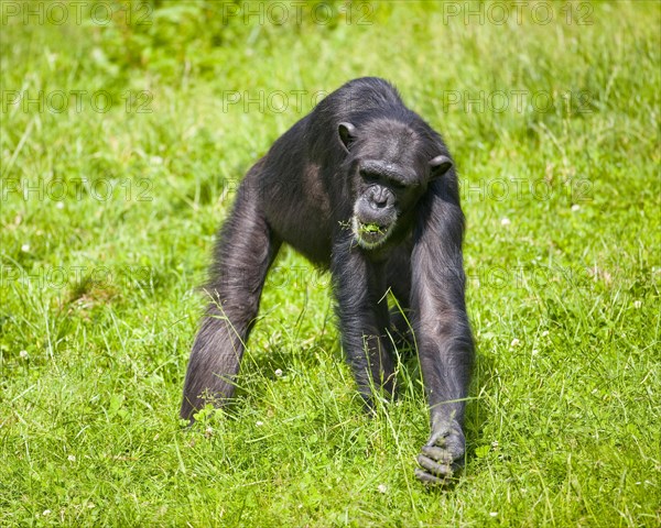 Western Chimpanzee or West African Chimpanzee (Pan troglodytes verus)