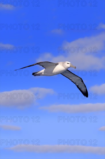 Shy albatross (Thalassarche cauta)