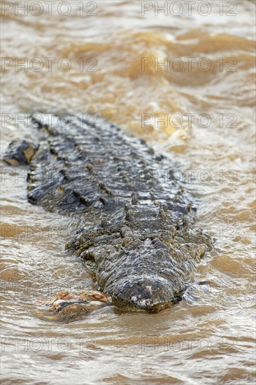 Nile Crocodile (Crocodylus niloticus) in the Mara River with remnants of a carcass in its mouth