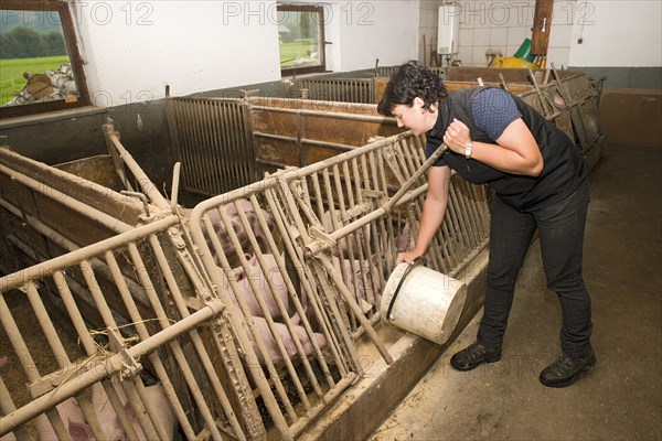 Young farmer feeding pigs