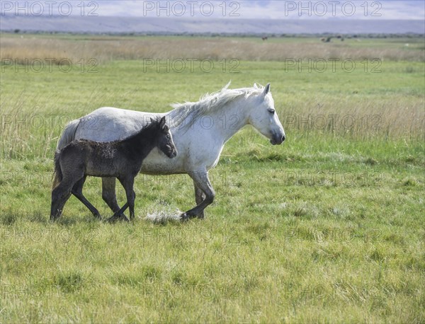 White mare with dark foal running through wet grass