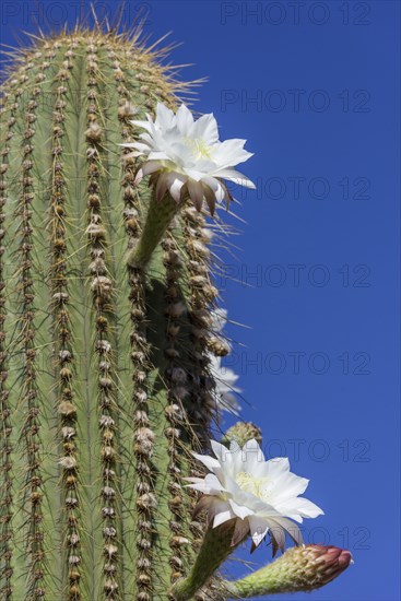 Blooming cactus Echinopsis chiloensis greenhouse