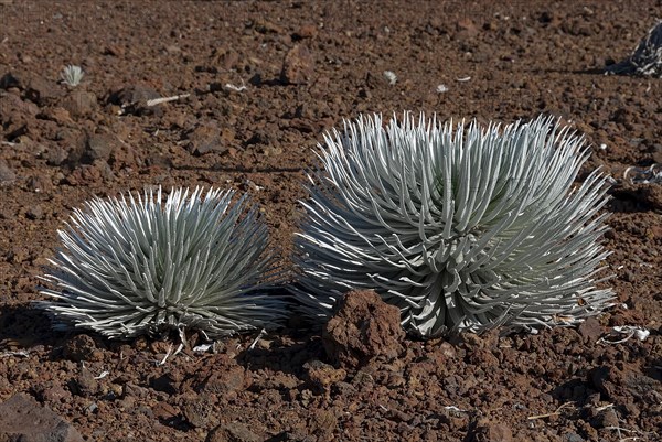 Silversword (Argyroxiphium sandwicense) plants growing in the Haleakala crater