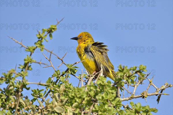 Cape Weaver (Ploceus capensis)