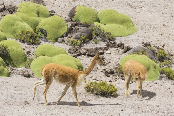 Vicunas or Vicugnas (Vicugna vicugna) with Yareta or Llareta cushion plants (Azorella compacta)