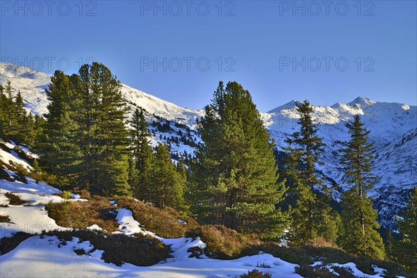 Stone pine (Pinus cembra)