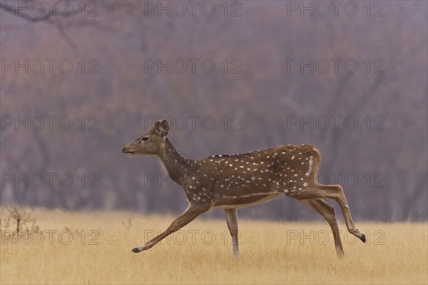 Chital