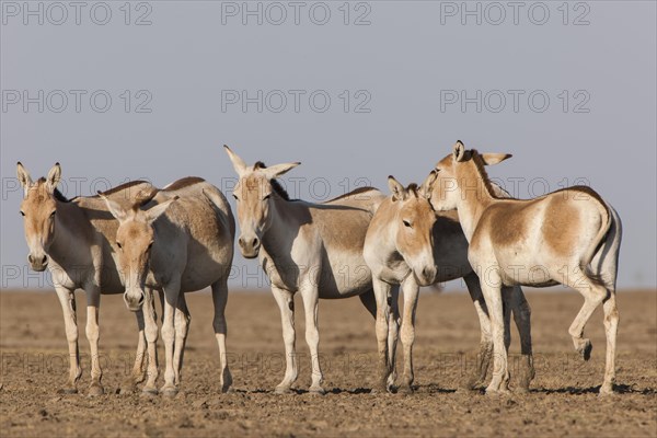 Onagers or Asiatic wild asses (Equus hemionus)