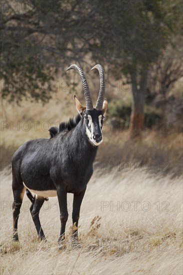 Sable Antelope (Hippotragus niger) adult male