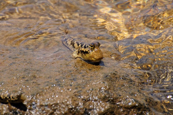 Barred Mudskipper (Periophthalmus argentilineatus) sitting on a rock on the shore