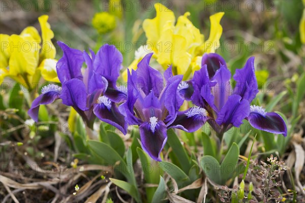 Dwarf iris (Iris pumila)