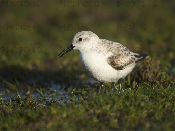 Sanderling (Calidris alba)