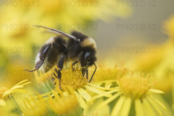 Large earth bumblebee (Bombus terrestris) on Ragwort (Senecio jacobaea)