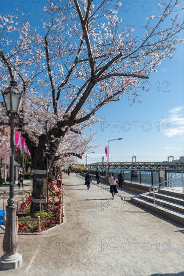 Sumida Park with blooming cherry trees