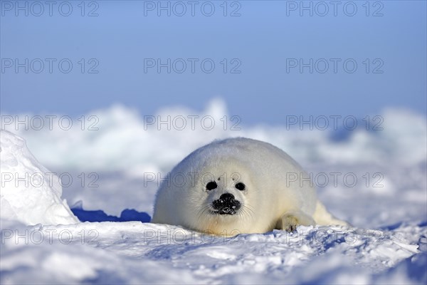 Harp Seal or Saddleback Seal (Pagophilus groenlandicus