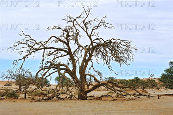 Dead tree on the dunes of the Sossusvlei