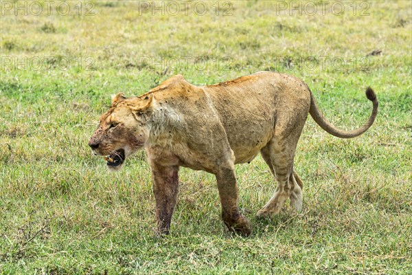 Fly-ridden Lioness (Panthera leo)