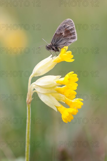 Small Heath Butterfly (Coenonympha pamphilus) on Cowslip (Primula veris)