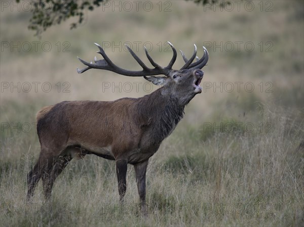 Red Deer (Cervus elaphus)