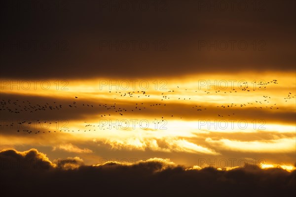 Flock of Pink-footed Geese (Anser brachyrhynchus) flying at sunset