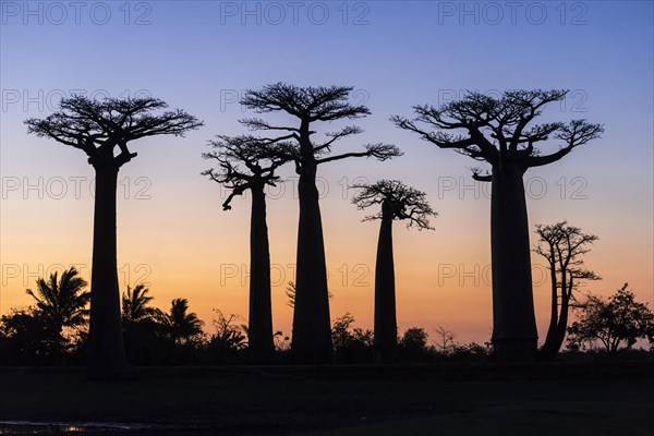 Avenue of the Baobabs