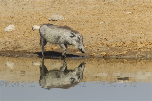 Common Warthog (Phacochoerus africanus) at a waterhole