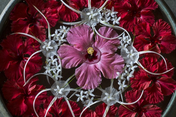 Hibiscus and Milk Flowers in a water-filled bowl